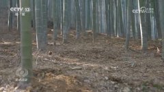 曲播间里低价的“临安冬笋”到底是哪里来的呢